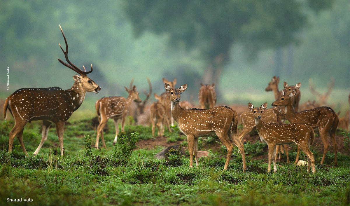 Forest Department Madhya Pradesh